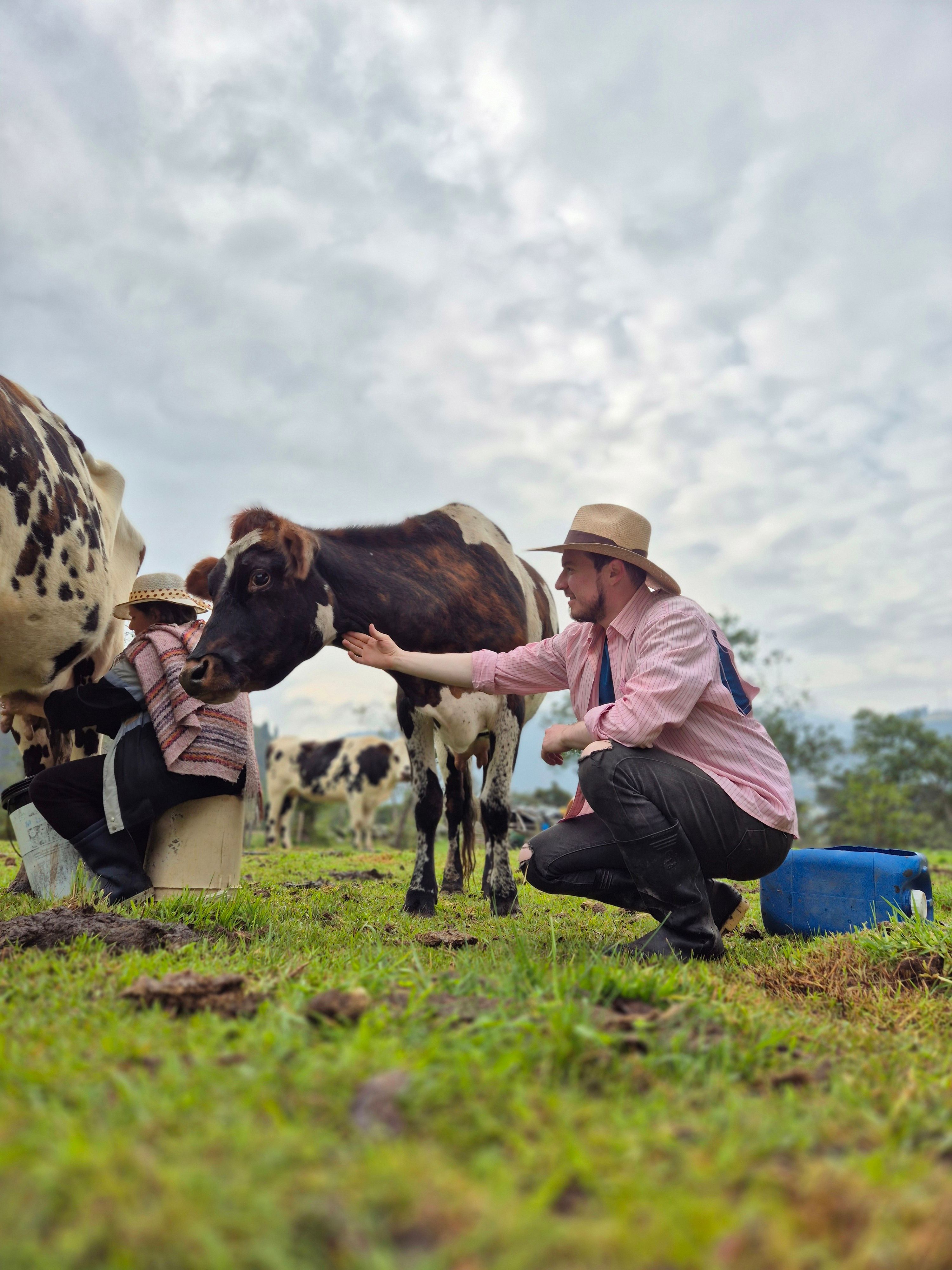 Imagen de gaandero con la vaca