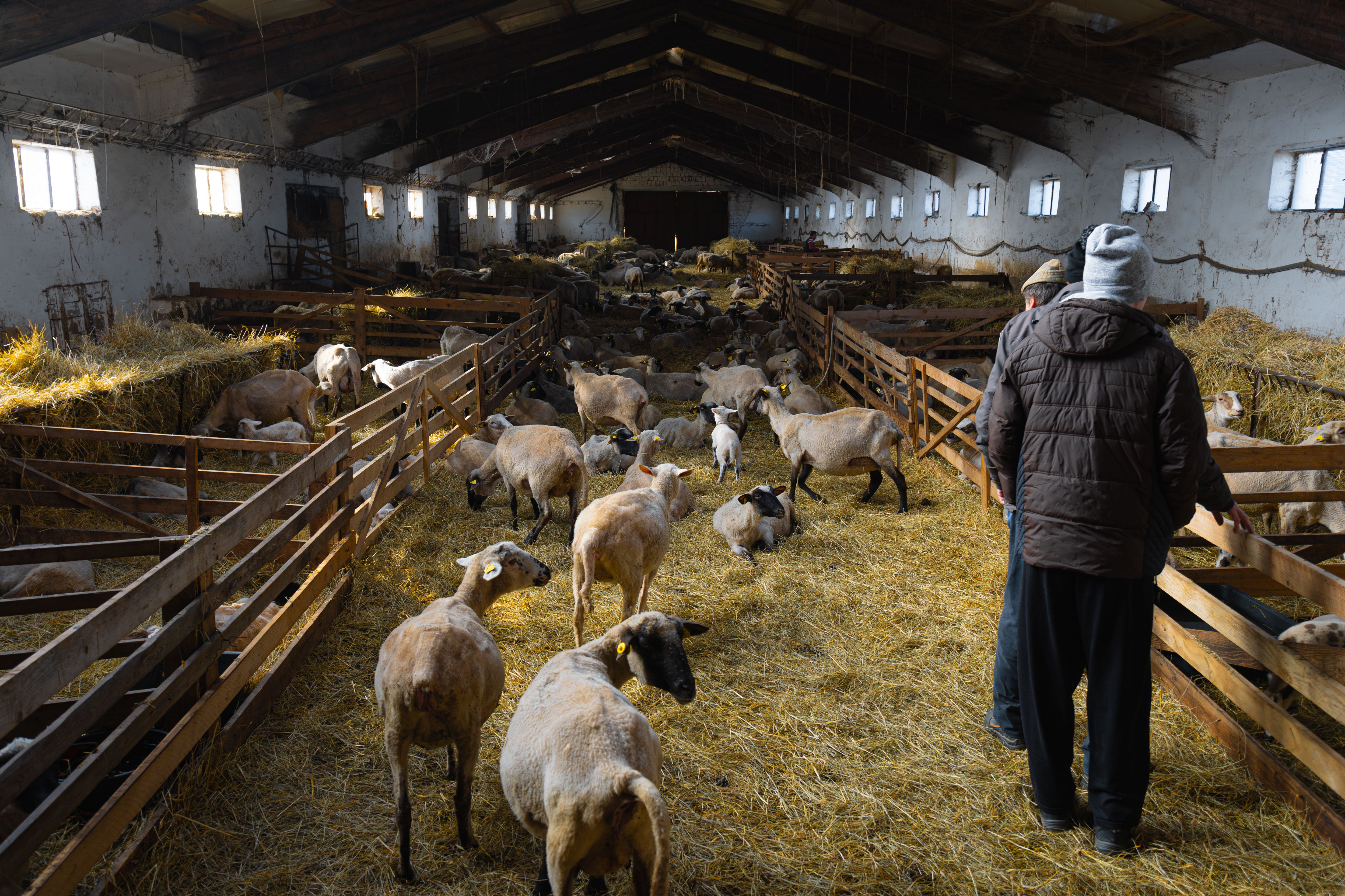 Muchas vacas en el establo con ganadero